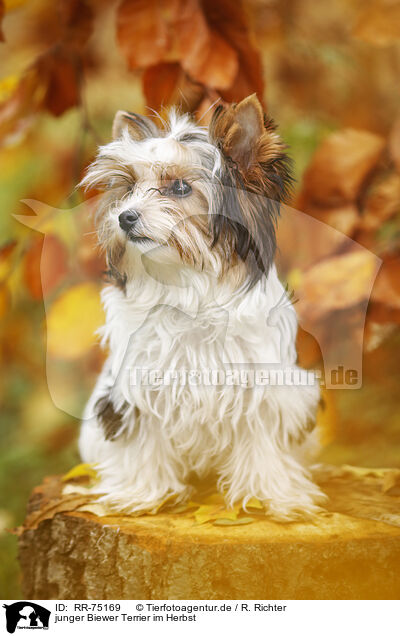 junger Biewer Terrier im Herbst / RR-75169