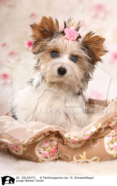 junger Biewer Terrier / young Biewer Terrier / SS-45273