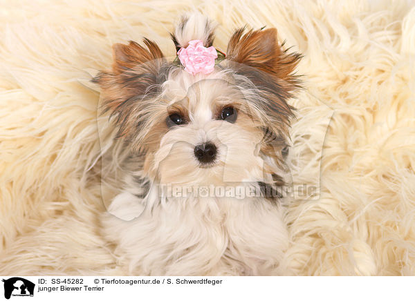 junger Biewer Terrier / young Biewer Terrier / SS-45282