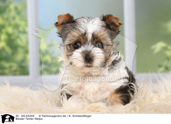 Biewer Terrier Welpe / SS-45294