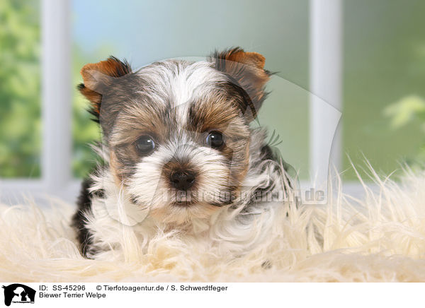Biewer Terrier Welpe / Biewer Terrier Puppy / SS-45296
