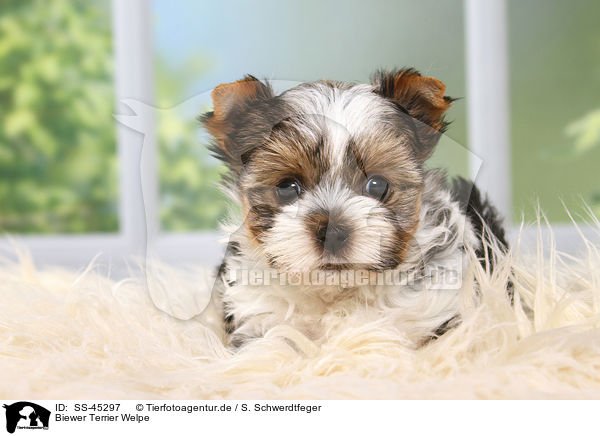 Biewer Terrier Welpe / SS-45297