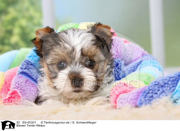 Biewer Terrier Welpe / SS-45301