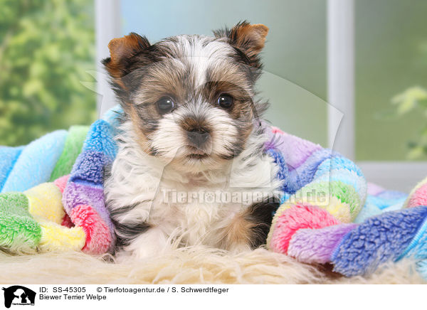 Biewer Terrier Welpe / SS-45305