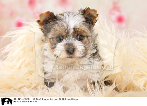 Biewer Terrier Welpe / Biewer Terrier Puppy / SS-45308