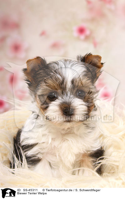 Biewer Terrier Welpe / Biewer Terrier Puppy / SS-45311