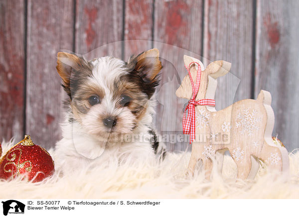 Biewer Terrier Welpe / Biewer Terrier Puppy / SS-50077