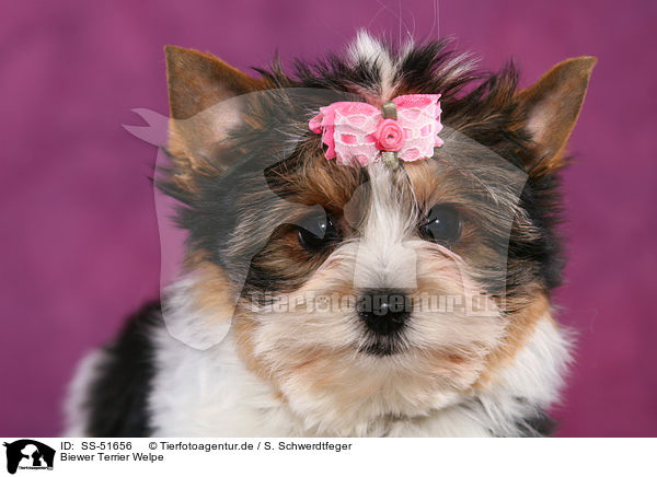Biewer Terrier Welpe / SS-51656