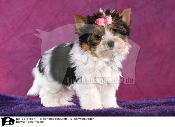 Biewer Terrier Welpe / SS-51657