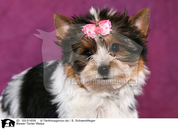 Biewer Terrier Welpe / Biewer Terrier Puppy / SS-51658