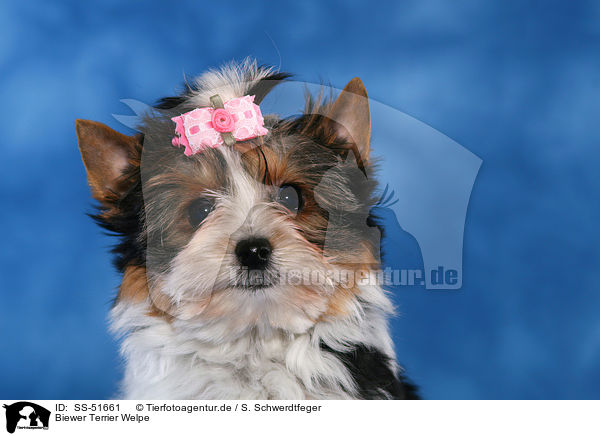 Biewer Terrier Welpe / SS-51661