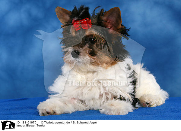 junger Biewer Terrier / young Biewer Terrier / SS-51675