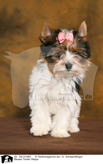 Biewer Terrier Welpe / SS-51683