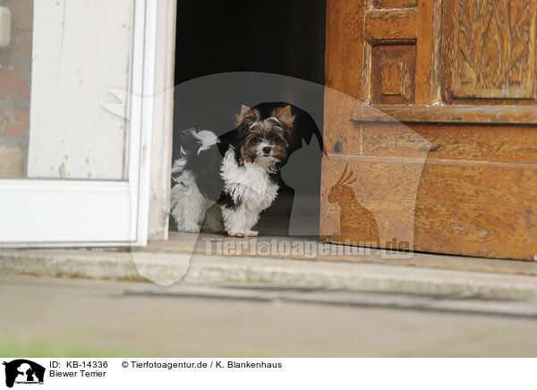 Biewer Terrier / KB-14336