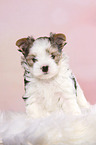 stehender Biewer Terrier Welpe