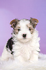 stehender Biewer Terrier Welpe