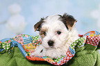 Biewer Terrier Welpe Portrait