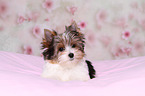 Biewer Terrier Welpe