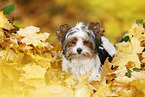 junger Biewer Terrier im Herbst