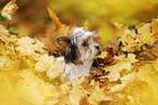 junger Biewer Terrier im Herbst