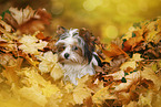 junger Biewer Terrier im Herbst