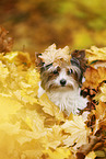 junger Biewer Terrier im Herbst