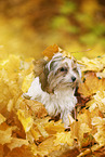 junger Biewer Terrier im Herbst