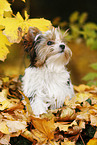 junger Biewer Terrier im Herbst