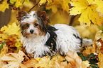 junger Biewer Terrier im Herbst