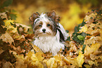 junger Biewer Terrier im Herbst