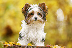 junger Biewer Terrier im Herbst