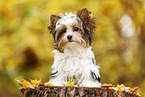 junger Biewer Terrier im Herbst