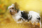 junger Biewer Terrier im Herbst