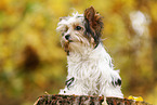 junger Biewer Terrier im Herbst