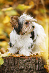 junger Biewer Terrier im Herbst