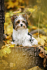 junger Biewer Terrier im Herbst