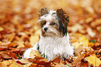 junger Biewer Terrier im Herbst