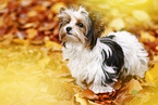 junger Biewer Terrier im Herbst