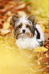 junger Biewer Terrier im Herbst