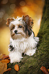 junger Biewer Terrier im Herbst