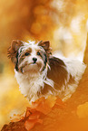 junger Biewer Terrier im Herbst