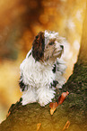 junger Biewer Terrier im Herbst