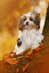 junger Biewer Terrier im Herbst