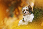 junger Biewer Terrier im Herbst