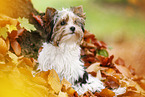 junger Biewer Terrier im Herbst