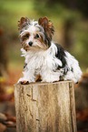 junger Biewer Terrier im Herbst