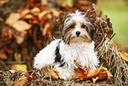 junger Biewer Terrier im Herbst