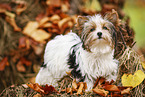 junger Biewer Terrier im Herbst