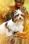 junger Biewer Terrier im Herbst