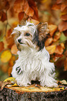 junger Biewer Terrier im Herbst